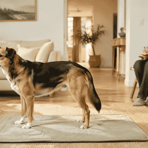 A calm mixed-breed dog stands on a washable mat while a caregiver observes from a respectful distance.